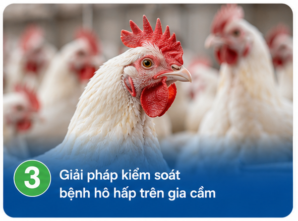 Giải pháp kiểm soát bệnh hô hấp trên gia cầm