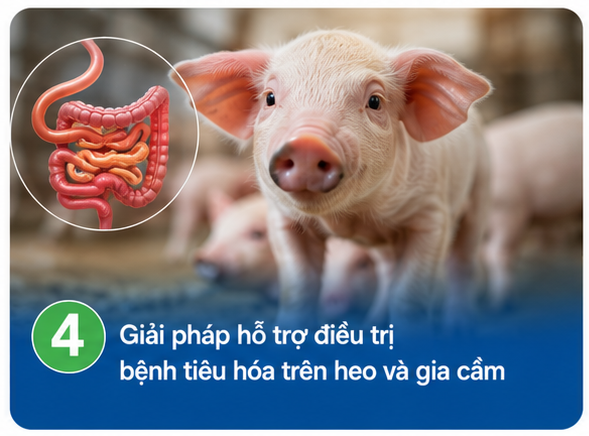 Giải pháp hỗ trợ điều trị bệnh tiêu hóa trên heo và gia cầm