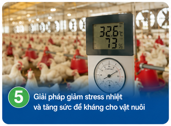 Giải pháp giảm stress nhiệt và tăng sức đề kháng cho vật nuôi