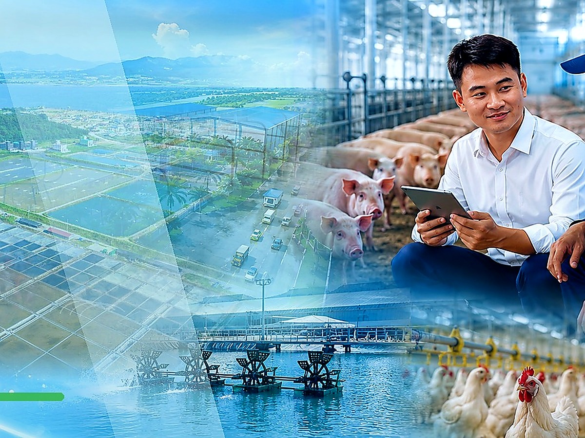 Chẩn đoán và quan sát vật nuôi trước khi sử dụng thuốc
