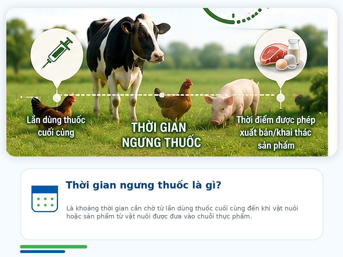 Khái niệm thời gian ngưng thuốc trong chăn nuôi thực phẩm